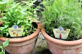 We did not find results for: Cola Kraut Blu Krauter Gemuse So Gesund Kann Lecker Sein