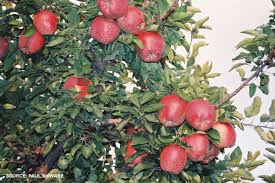 Growing Fruit Trees Guide Wisconsin Johnson S Gardens Cedarburg Wi