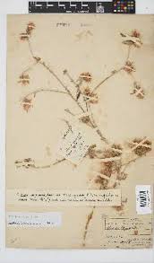 Image result for Dicoma capensis