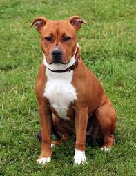 25 Best Guard Dog Breeds For Your Family Guard Dog Breeds Dog Breeds Best Guard Dogs
