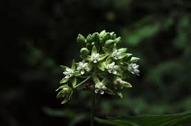 Image result for Cynanchum praecox