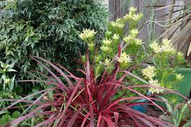 Forms an upright, spreading, open mound. Plant Combinations Gardening Tips For The Santa Cruz Mountains