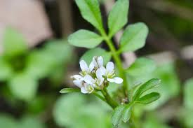 Image result for Cardamine maxima