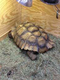 Huge Tortoise At My Local Pet Shop Tortoise Tortoise As Pets Pets