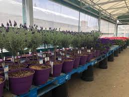 Superstore garden centre is located at canada. Coventry Hills Superstore Real Canadian Superstore Facebook