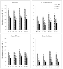Image result for Halopyrum mucronatum