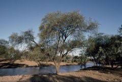 Bark which is high in tanning content, freely available and literally carries no cost of processing has made itself an effective and attractive adsorbent material in removing dyes from wastewater solutions. Vachellia Nilotica Gum Arabic Tree Pfaf Plant Database