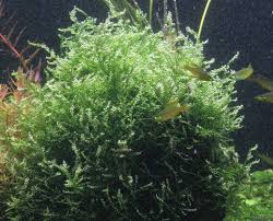 Leptodictyum Riparium Streamside Leptodictyum Moss Flowgrow Aquatic Plant Database