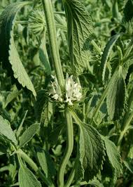 Image result for Equilabium pauciflorum