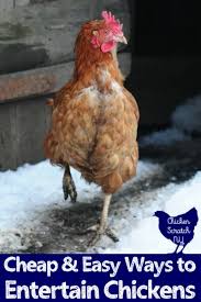 They spill over the sides like a waterfall. 3 Fool Proof Ways To Tell Roosters From Hens