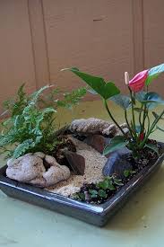 Maybe For My Mini Beach Garden I Should Do Tropicals Mini Garden Mini Zen Garden Zen Garden Diy
