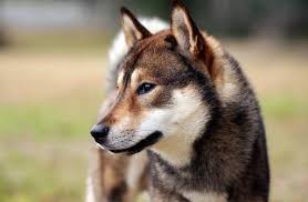 A cool female dog name, but only for an obedient dog…you don't want 'bad karma' around you! Tamil Names For Dogs With Meanings 200 Male And Female Options