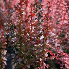 Particularly good in pairs flanking a fountain, work of art or gateway. Berberis Helmond Pillar Barberry Mail Order Trees