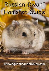 Generally speaking, a healthy hamster is active, alert, and social and eats and drinks regularly. Russian Dwarf Hamster