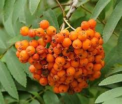 Vogelbeeren Sind Nicht Giftig Die Orangeroten Beeren Der Eberesche Verursachen Erst Probleme Wissen Eberesche Beeren Pflanzen