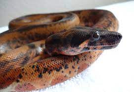 Morph Hypo Leopard Species Common Boa Boa Constrictor Imperator Bci Snake Lovers Boa Constrictor Reptile Snakes