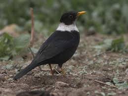 Black Bird With White Tail Feathers White Collared Blackbird Turdus Albocinctus By Dibyendu Ash
