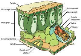 This is the tissue on the upper surface of the leaf. Leaves And Photosynthesis Read Biology Ck 12 Foundation
