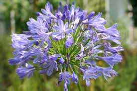 Image result for Agapanthus africanus