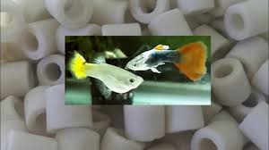 Ceramic Rings In Home Aquariums How They Work How To Use Them In Fish Tank And How To Clean Them Youtube