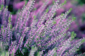 Heather Meaning And Symbolism Ftd Com In 2020 Heather Flower Heather Plant Flower Meanings