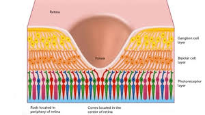 Fovea Everyday Sight