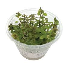 Image result for Ludwigia senegalensis