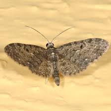 Image result for Eupithecia tripunctaria