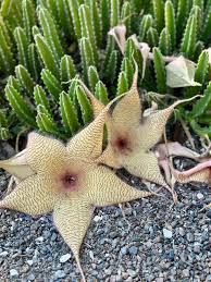 Image result for Ceropegia filipendula