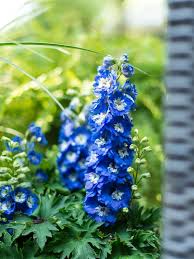 3.there are no flowers in the garden. 25 Best Flowering Perennials For Season Long Color Hgtv