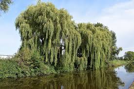 Maybe you would like to learn more about one of these? Willow Trees Canal Water Tourism Tree Reflection Landscape Nature Clouds Sky Pxfuel