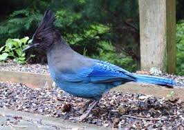 Birds Of Western Washington Identification We Have The Steller S Jay Beautiful Too But A Bit Pesky Bird Life List Beautiful Birds Colorful Birds