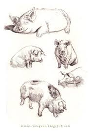 Pencil Drawing Of Pig Google Search Drawing Google Pencil Pig Search In 2020 Animal Drawings Animal Sketches Pig Art