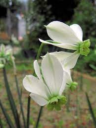 Unnamed White And Green Daffodil Seedling Bulb Flowers Beautiful Flowers Daffodil Flower