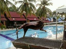 Air keroh d'village resort is situated northeast of taman takh. Yum Yum Picture Of D Village Resort Ayer Keroh Tripadvisor