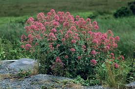 Image result for Centranthus