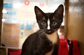 Petsmart is the adopt spot. Adopt Cat Crusaders Inc