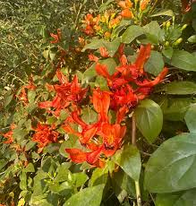 Image result for Ruttya fruticosa