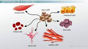 Where can stem cells be found in the human body? What Part Of Animals Is Similar To The Meristematic Tissue In Plants In Terms Of Cell Division Study Com