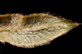 Image result for Elaphoglossum tanganjicense