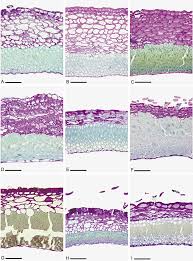 Image result for Crotalaria vasculosa