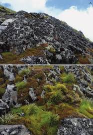 Image result for Huperzia mildbraedii