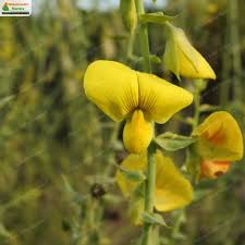 Image result for Crotalaria spectabilis