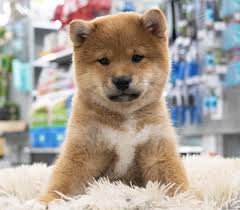 Behöver namnförslag!! : r/shiba