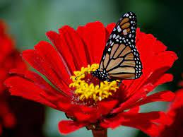 Animales Flores Rojas Fotografia En Primer Plano Danaus Plexippus