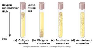 We did not find results for: Microbial World Destination By Shikha Tiwari Anaerobic Media