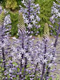 Image result for Merwilla lazulina