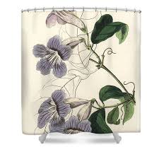 Image result for Bignonia callistegioides