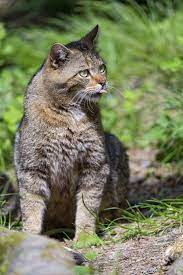 Sitting Wild Cat Wild Cats Cats Beautiful Cats
