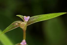 Image result for Cyanotis lanata